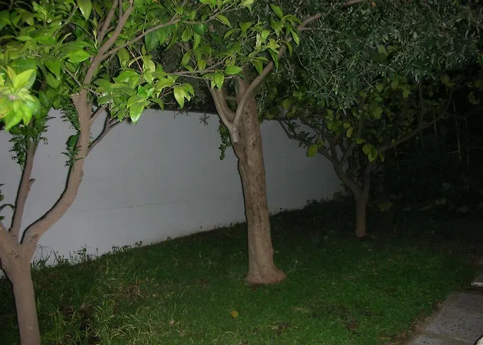 Bouganville